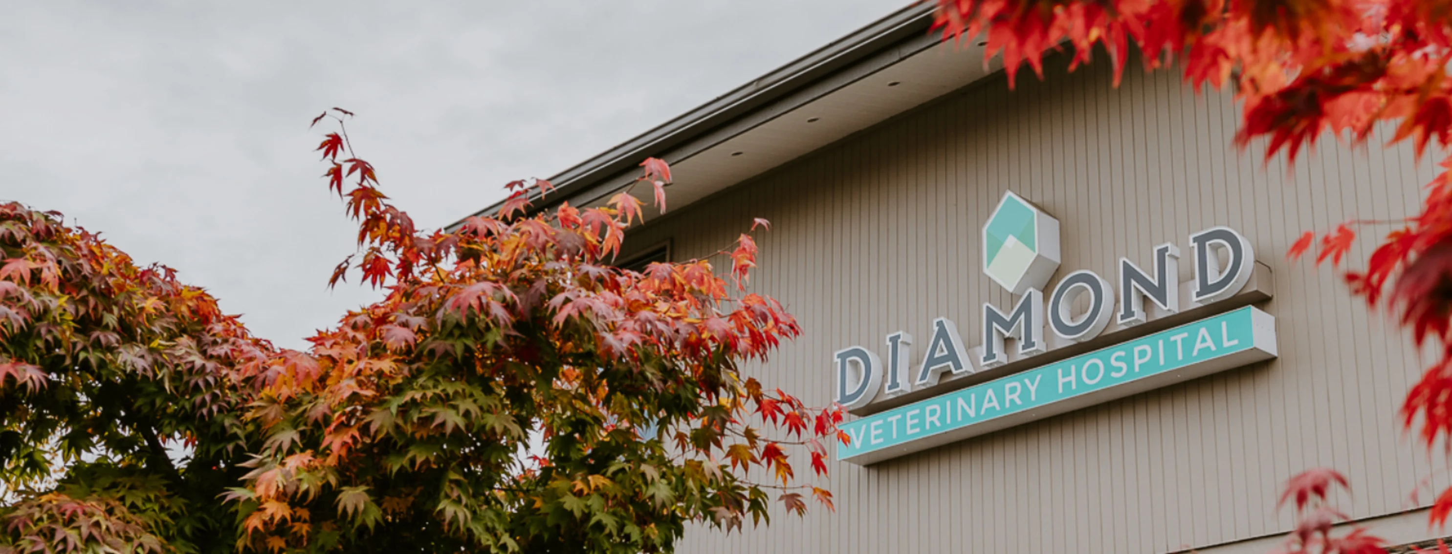Diamond Veterinary Hospital building external view with red leaves